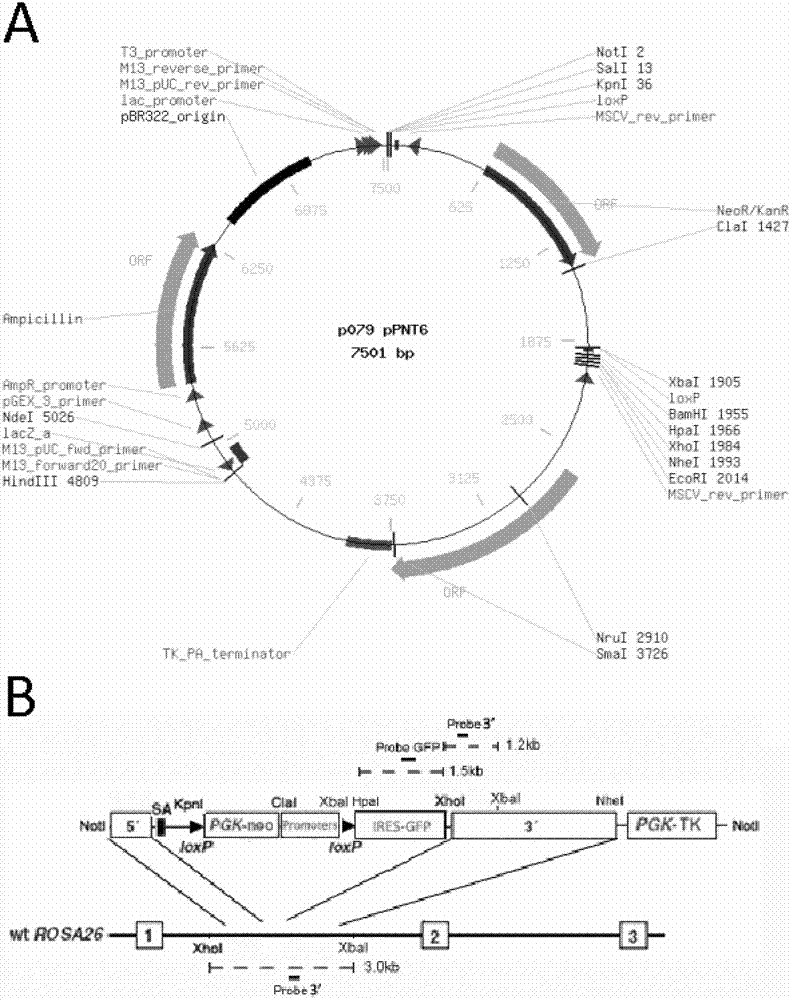 Pig ROSA26 specific integration site and application thereof