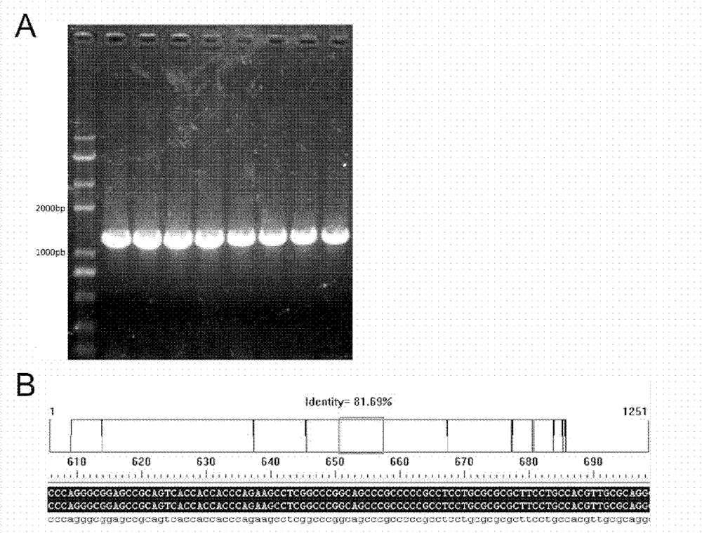 Pig ROSA26 specific integration site and application thereof