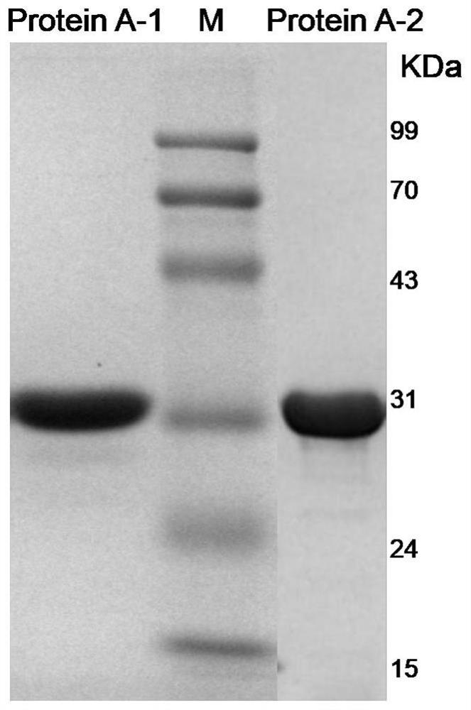 A kind of staphylococcus protein a, purification preparation method and application thereof