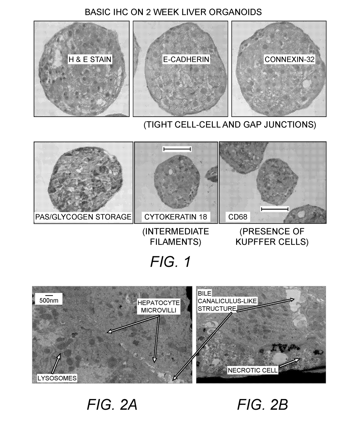 Methods of producing in vitro liver constructs and uses thereof