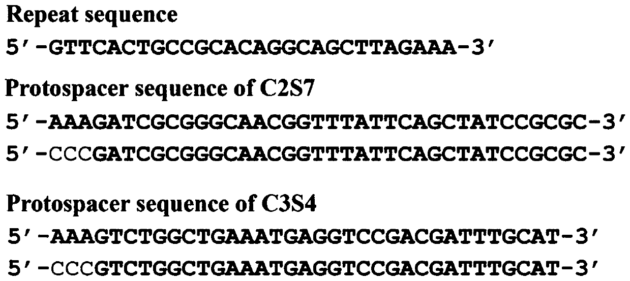 Method for highly efficiently deleting large fragments of genome based on endogenous CRISPR-Cas system of zymomonas mobilis and application thereof