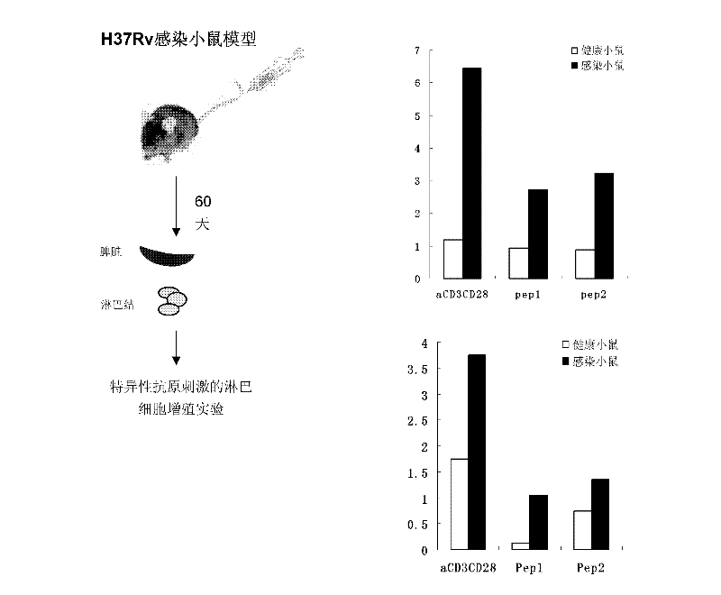 Functional mycobacterium tuberculosis antigen polypeptide and application thereof