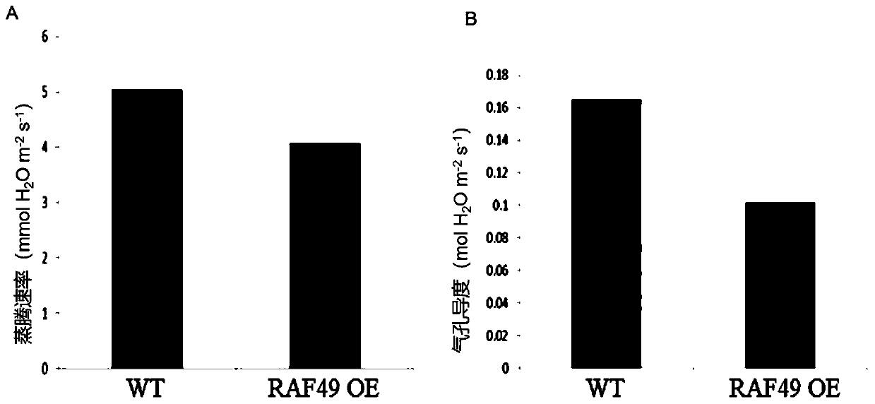 Application of RAF49 protein and coding gene thereof in regulating and controlling drought resistance of plants