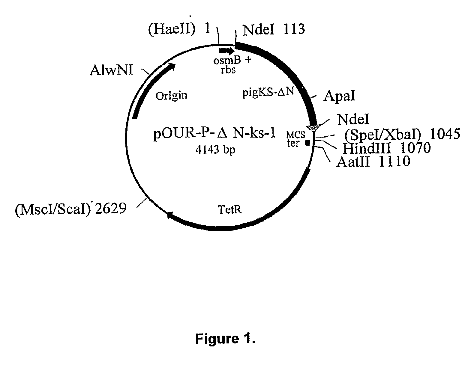 Variant Forms of Urate Oxidase and Use Thereof