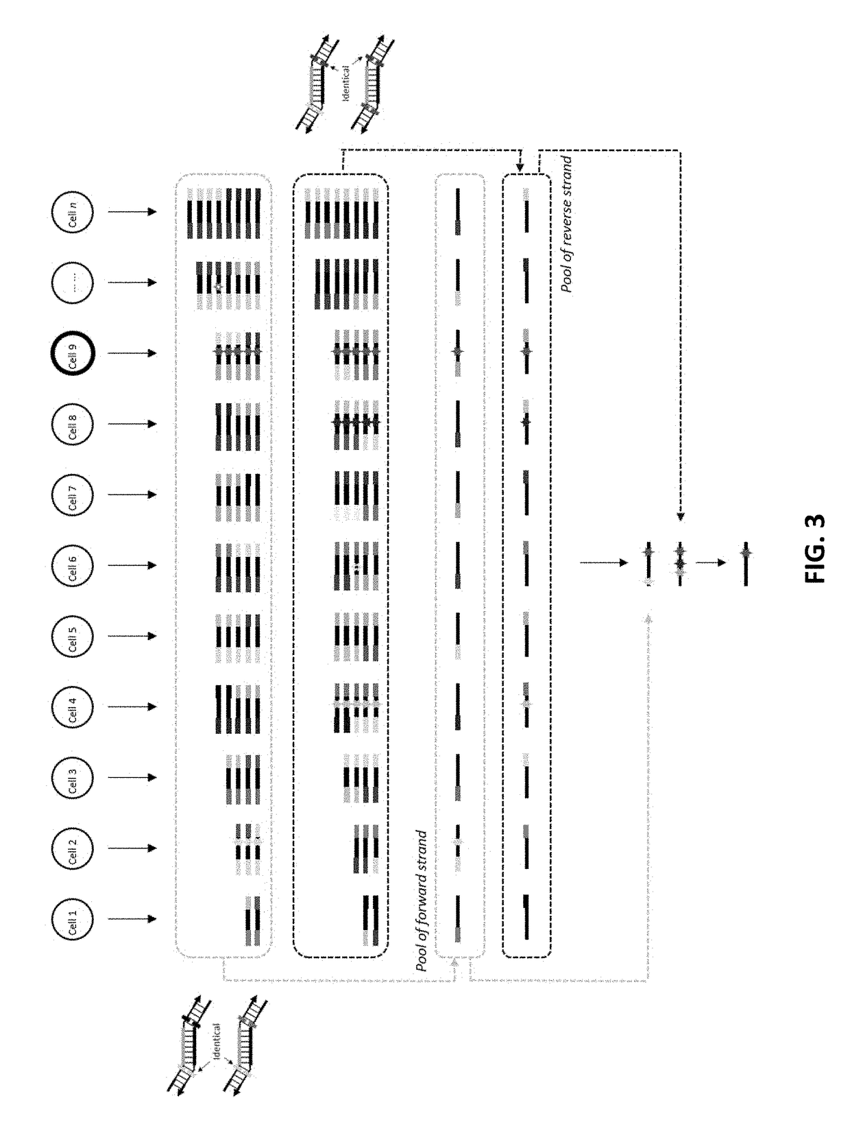 Methods and compositions for reducing redundant molecular barcodes created in primer extension reactions
