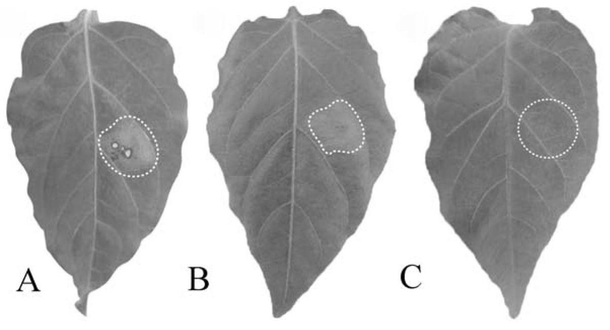 Feruloyl esterase PCFAE2 deriving from phytophthora capsici leonian and coding gene and application of feruloyl esterase PCFAE2