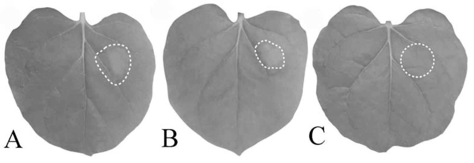 Feruloyl esterase PCFAE2 deriving from phytophthora capsici leonian and coding gene and application of feruloyl esterase PCFAE2