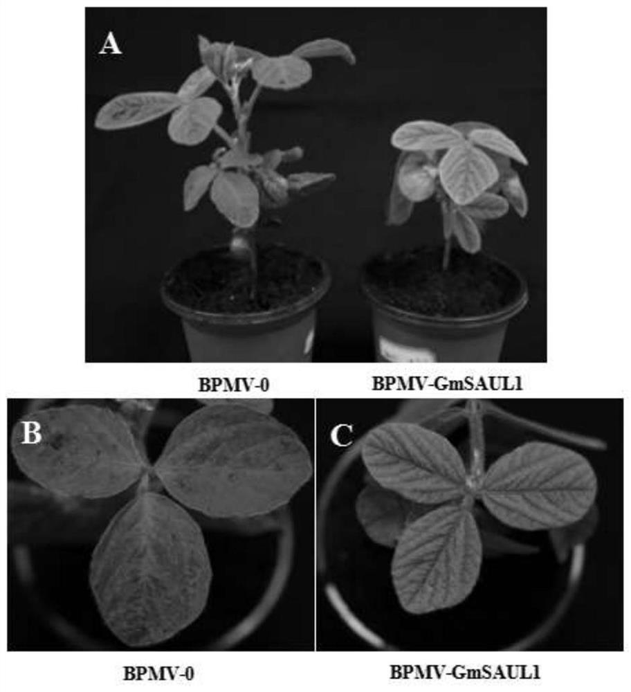 Application of disease-resistant gene Glyma.04G016500.1 of soybean