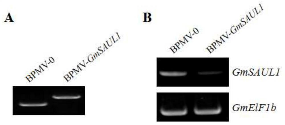 Application of disease-resistant gene Glyma.04G016500.1 of soybean