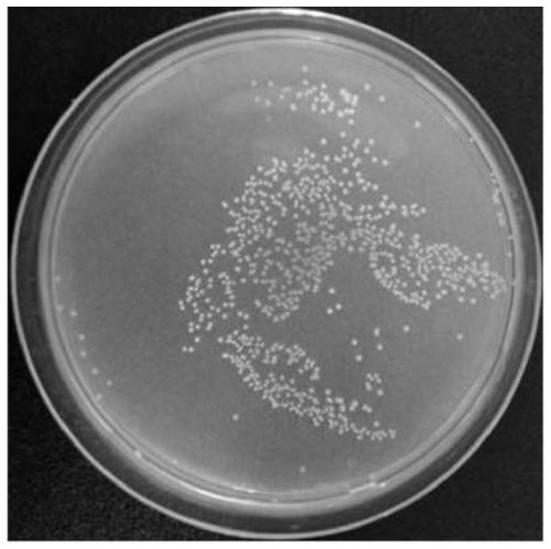 Bacillus megaterium having nitrogen fixing capacity and application of bacillus megaterium