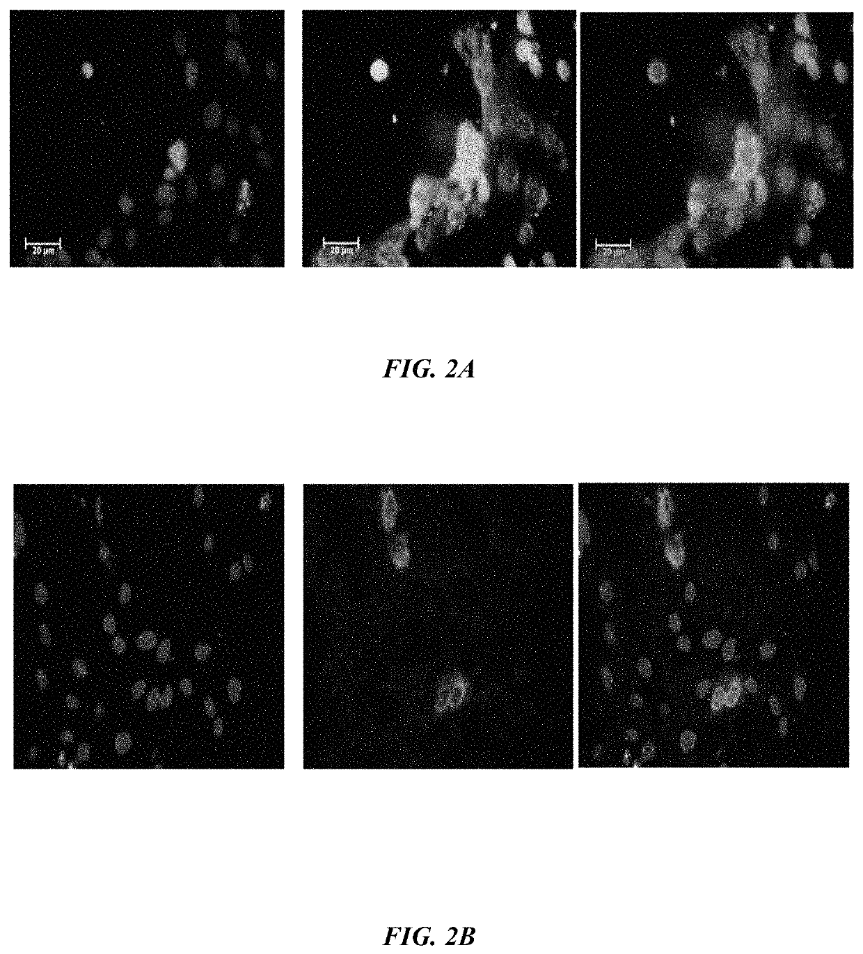 Method of synthesizing antagonist peptides for cell growth