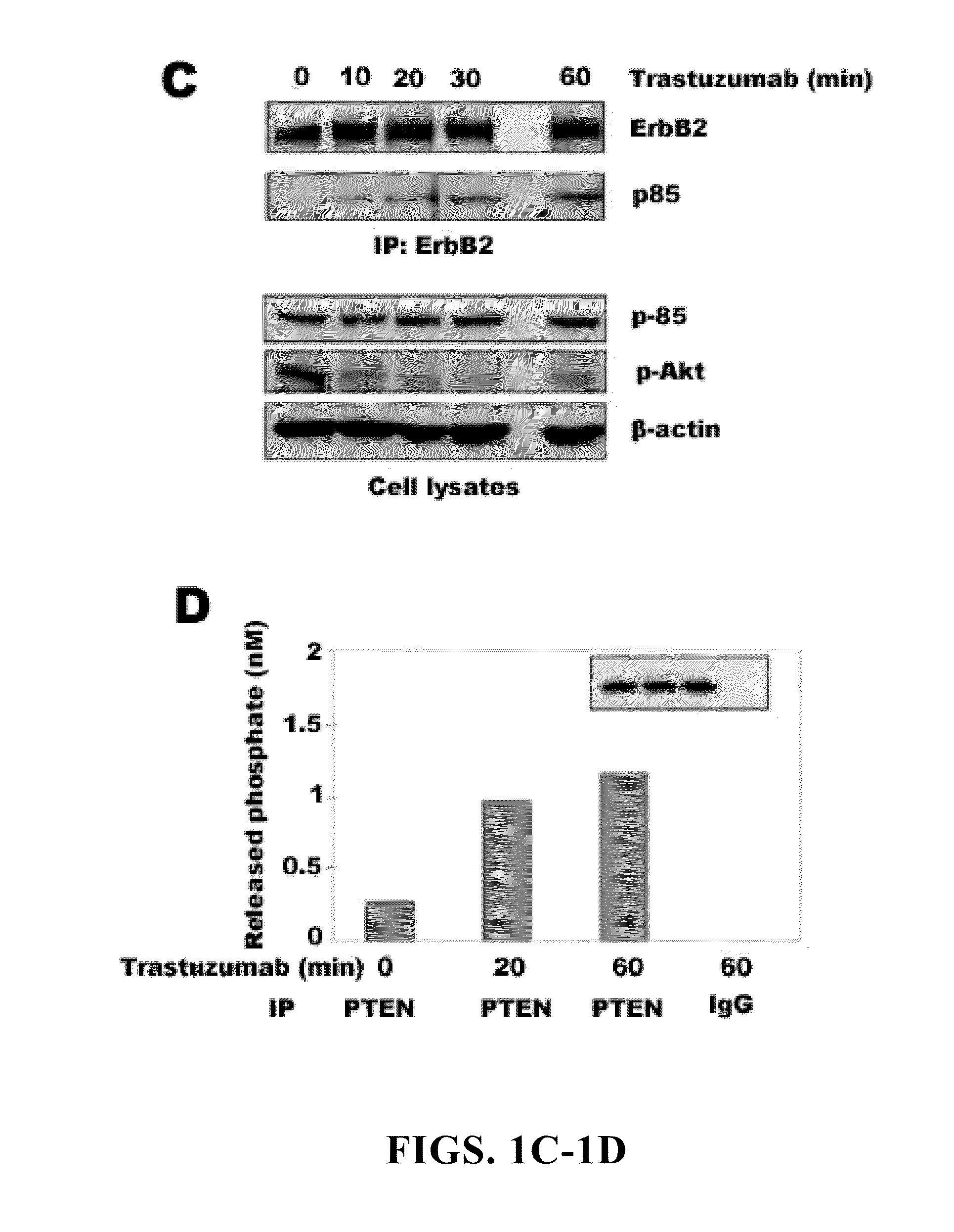 Diagnostic and therapeutic methods and compositions involving pten and breast cancer