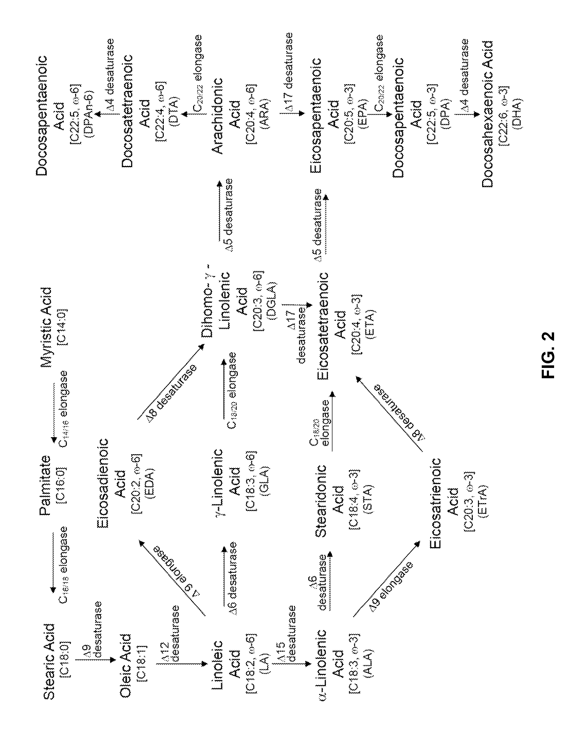 PRODUCTION OF POLYUNSATURATED FATTY ACIDS BY COEXPRESSION OF ACYL-CoA:LYSOPHOSPHATIDYLCHOLINE ACYLTRANSFERASES AND PHOSPHOLIPID:DIACYLGLYCEROL ACYLTRANSFERASES