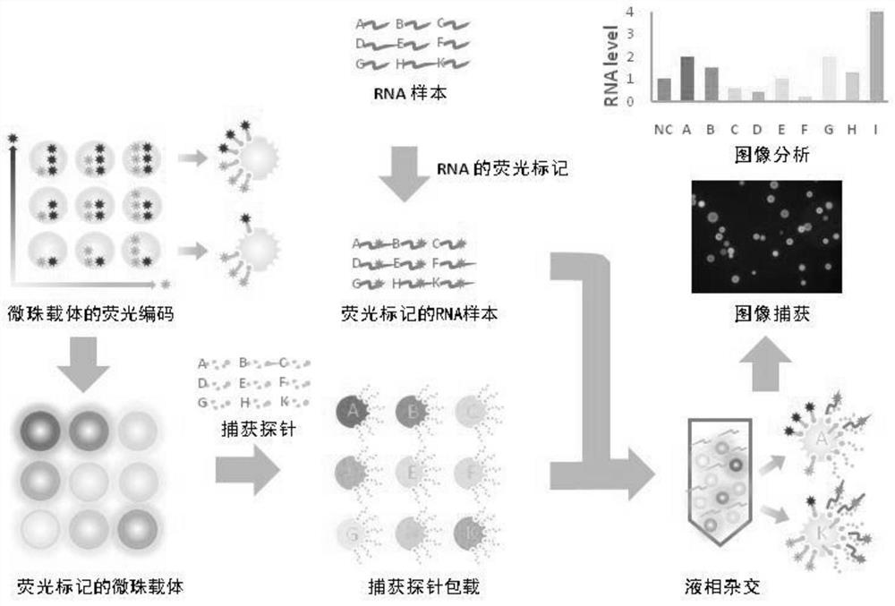 A rapid detection method, liquid phase chip and kit for human papillomavirus