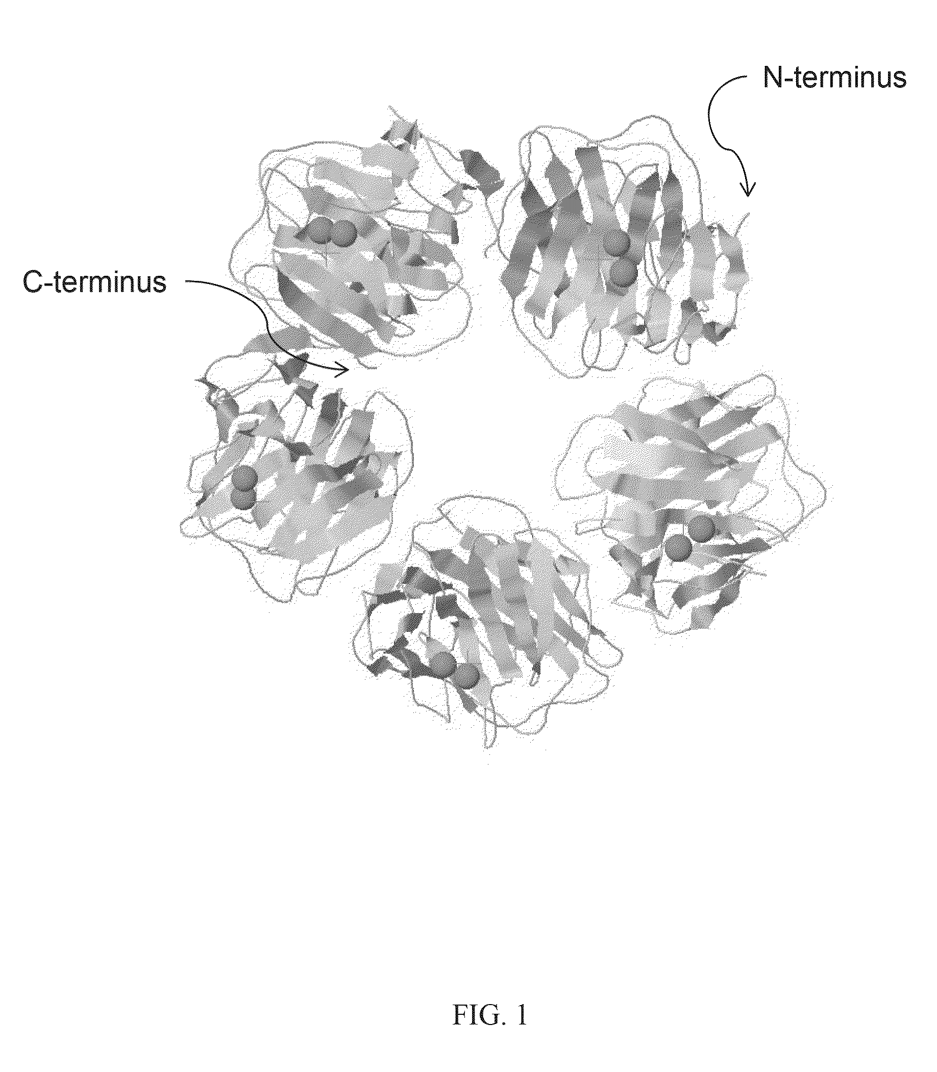 Serum amyloid p-antibody fusion proteins