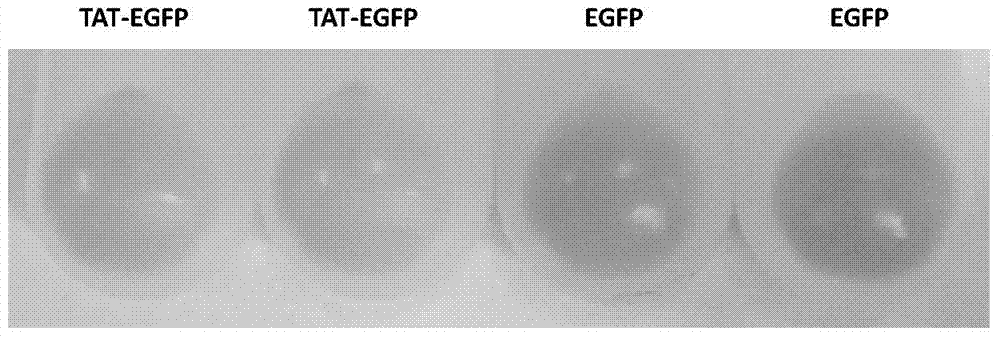 Application of TAT core peptide fragment in preparing efficiently and solubly expressed exogenous protein