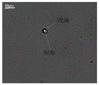 Method for isolating single cells