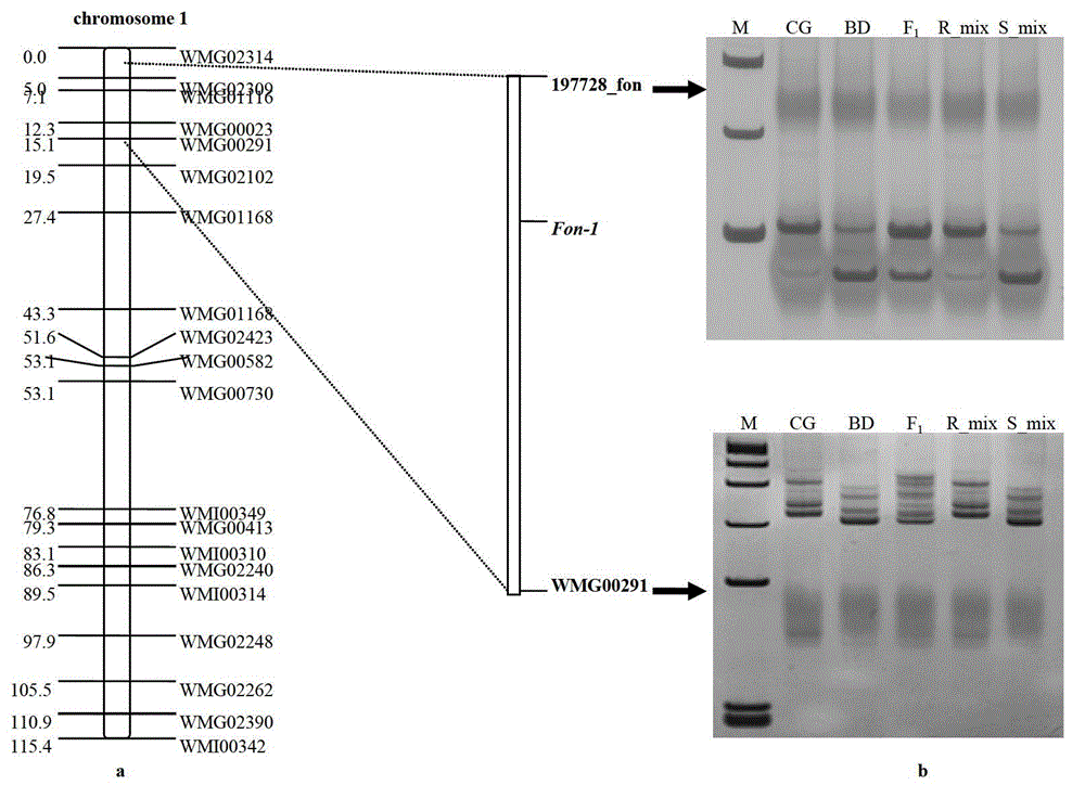 SNP loci linked with blight resistant gene Fon-1 in watermelon, and markers thereof