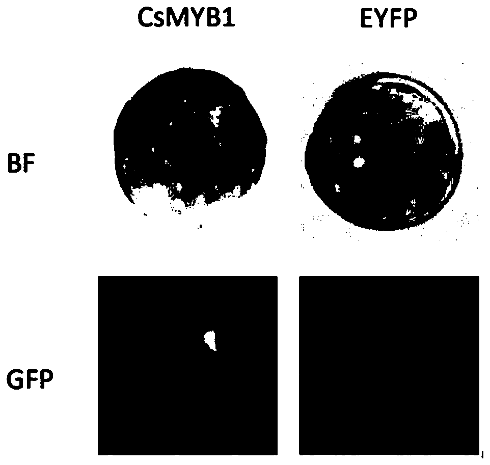 Transcription factor CsMYB1 separated from glandular hairs of cannabis sativa and application thereof