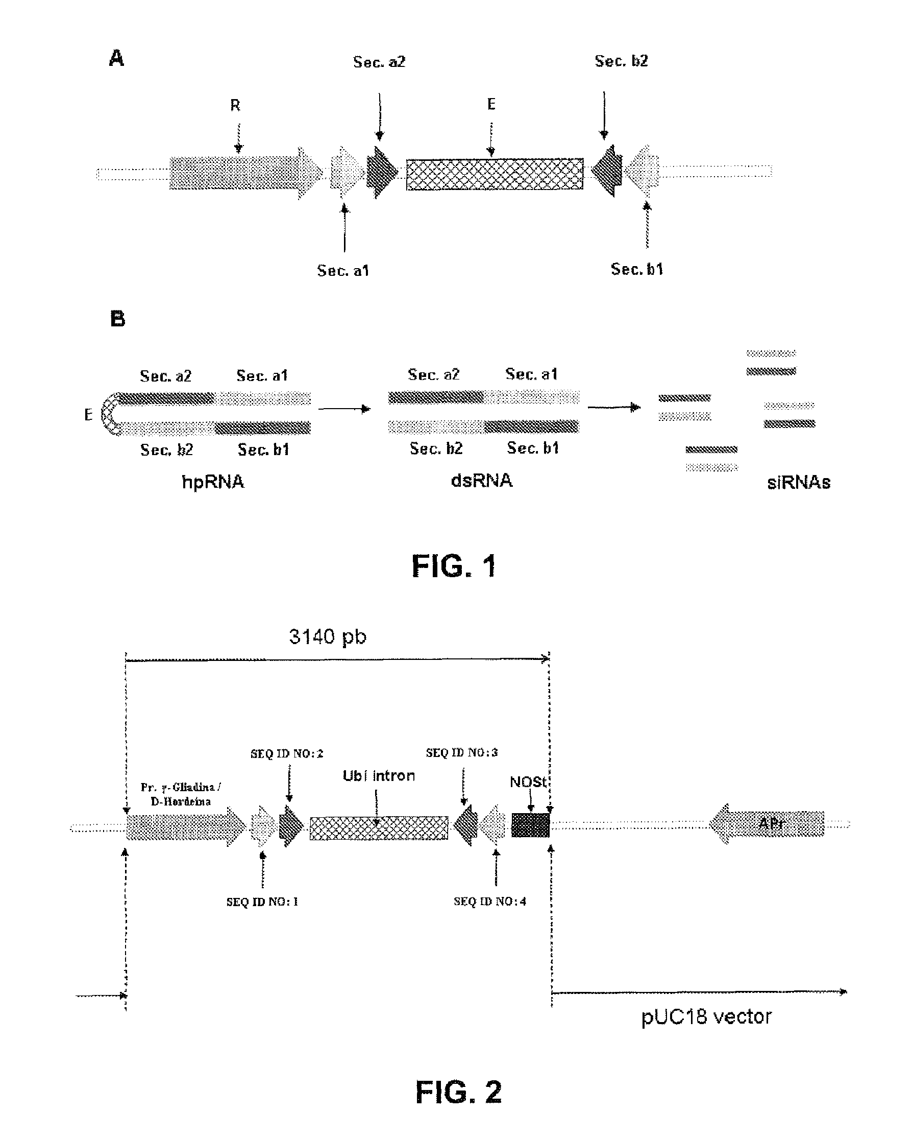 Polynucleotide comprising sequences of wheat gliadins and use thereof for silencing by RNAi
