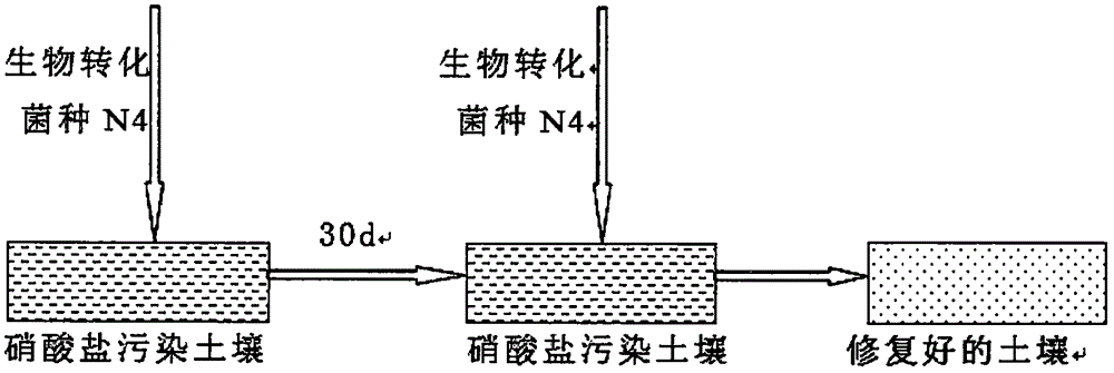 Method for repairing nitrate polluted soil by biotransformation bacteria N4