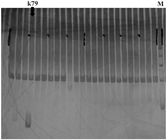 Microsatellite DNA (Deoxyribonucleic Acid) marker fingerprint spectrum of red ramies and application of microsatellite DNA marker fingerprint spectrum