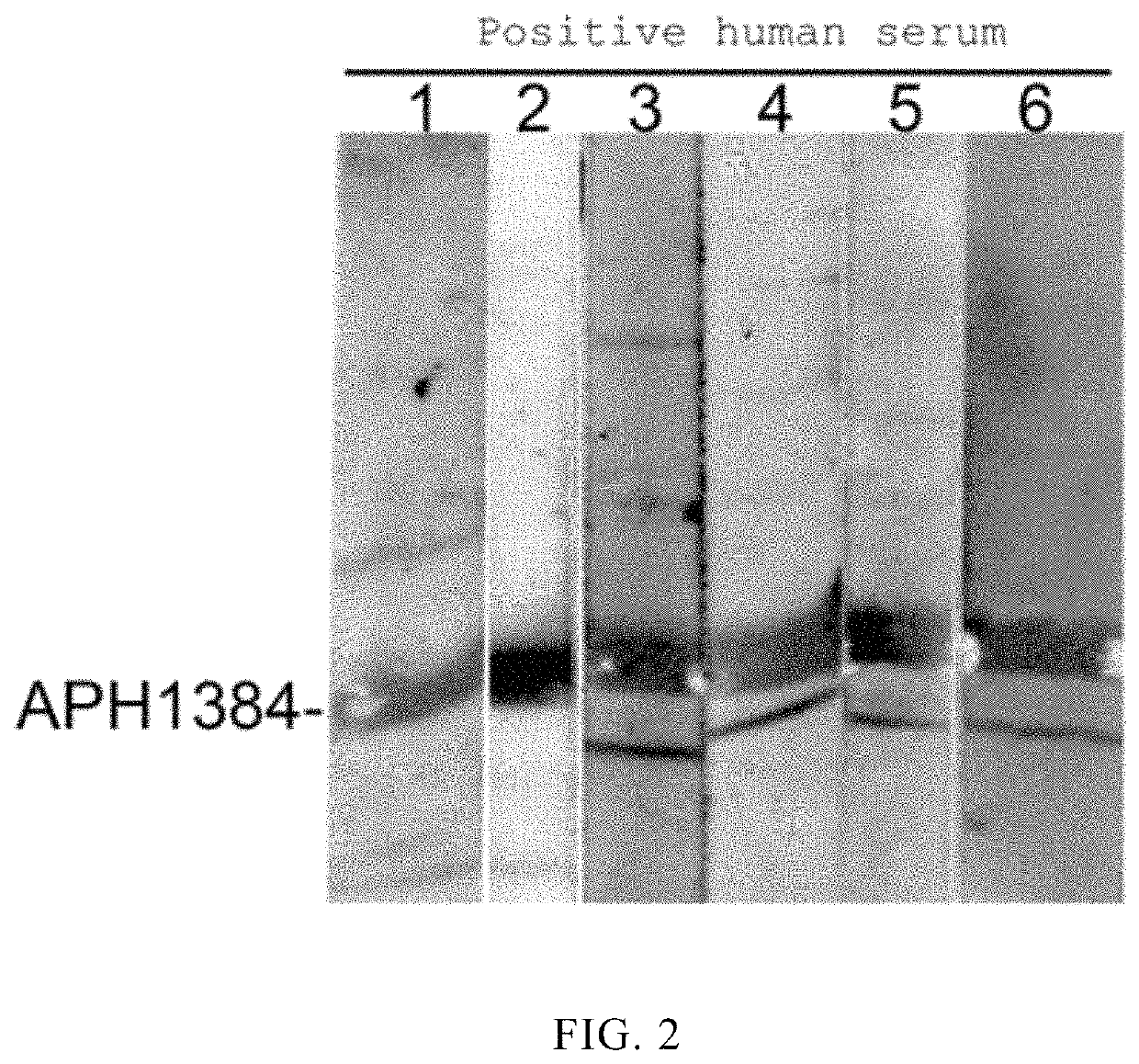 Application of anaplasma phagocytophilum protein APH1384