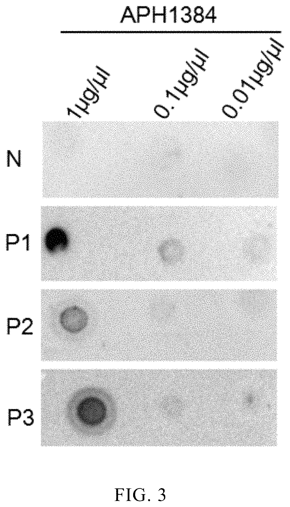 Application of anaplasma phagocytophilum protein APH1384