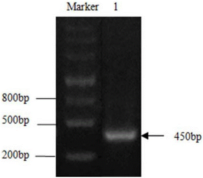 Method for preparing cassava calmodulin monoclonal antibody, and antibody prepared with method