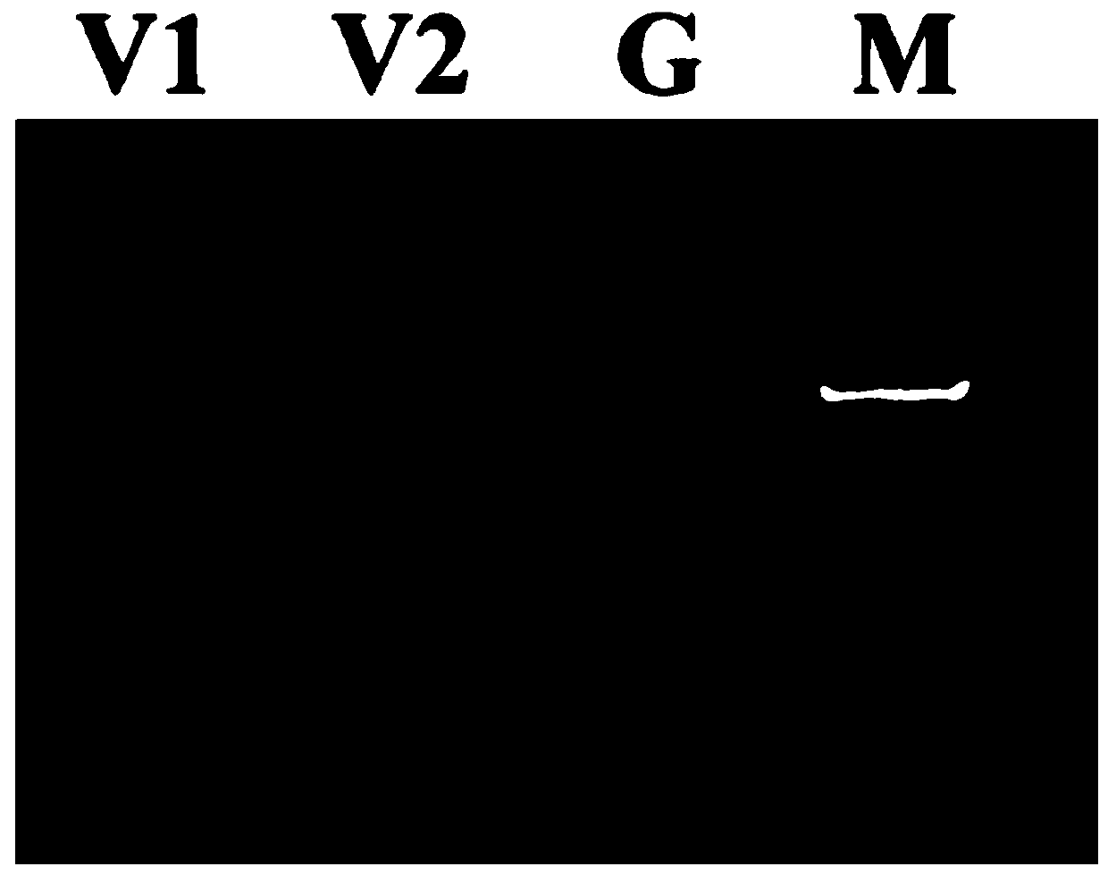 Gene silencing indicator gene and its virus-induced silencing vector as well as construction and infection methods