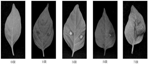 Method for quickly identifying resistance of single pepper plant to gellan anthracnose by using isolated leaves