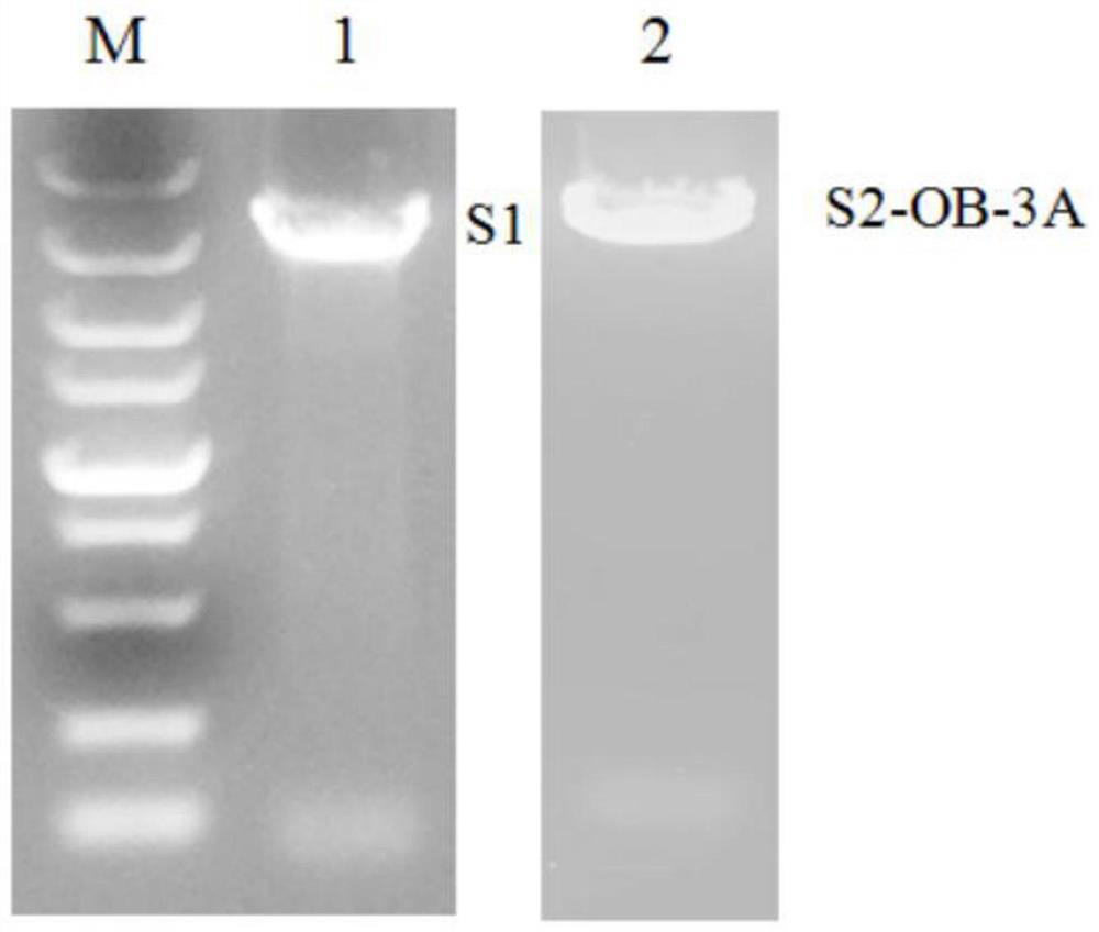 Seneca recombinant virus of recombinant O-type foot-and-mouth disease virus epitope genes, recombinant vaccine as well as preparation method and application of recombinant vaccine