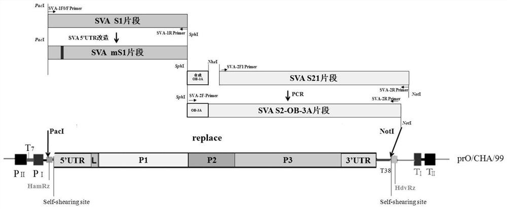 Seneca recombinant virus of recombinant O-type foot-and-mouth disease virus epitope genes, recombinant vaccine as well as preparation method and application of recombinant vaccine