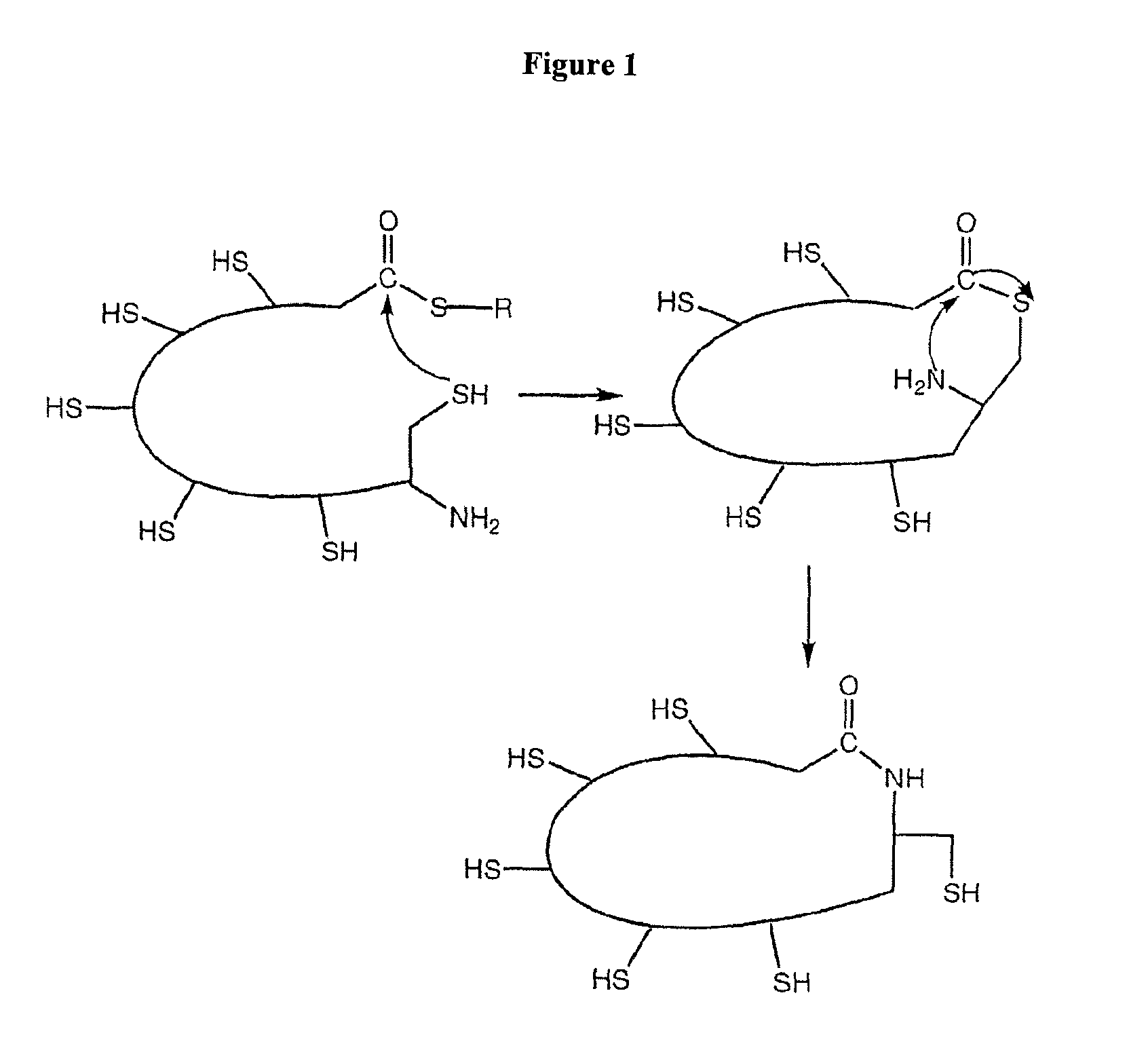 Cyclised alpha-conotoxin peptides