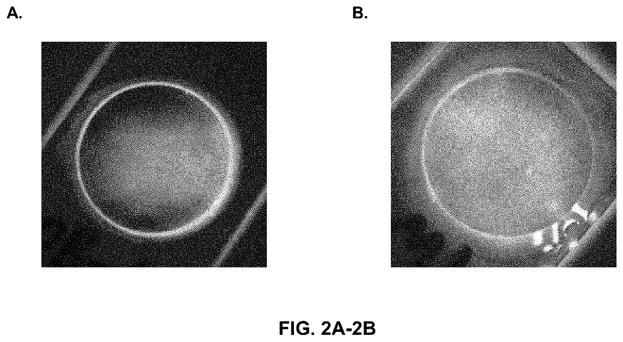 Process and premix for incorporating optical brighteners into a polymeric composition