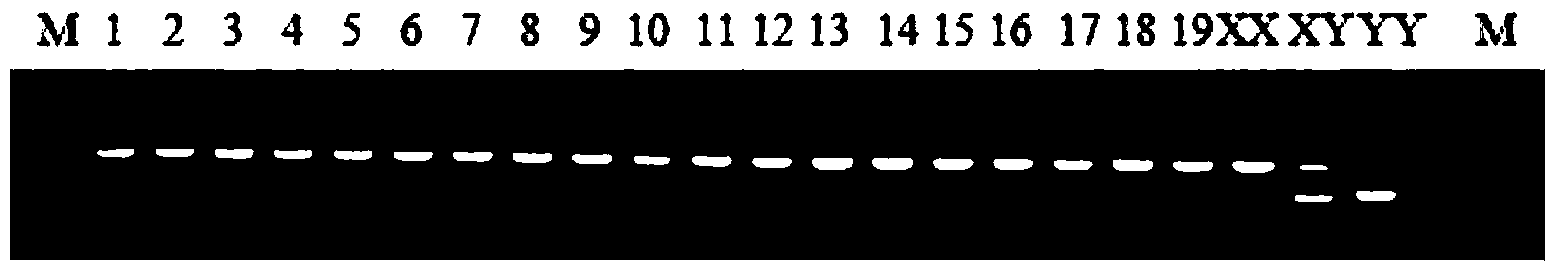 X-chromosome specific molecular marker of Nile tilapia