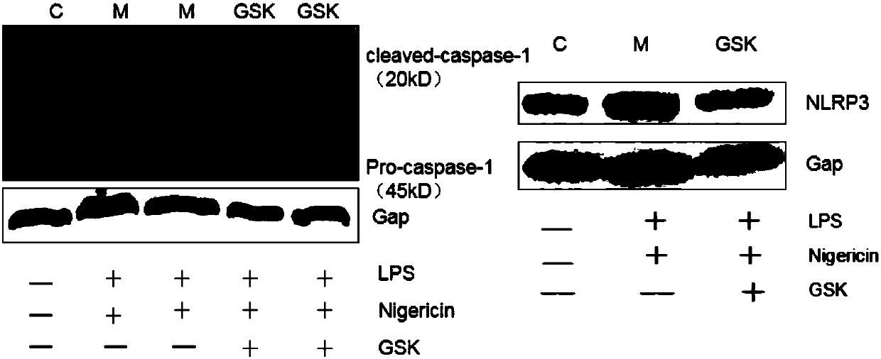 Application of JMJD3 inhibitor GSK-J4.HCL in preparing anti-colitis drugs