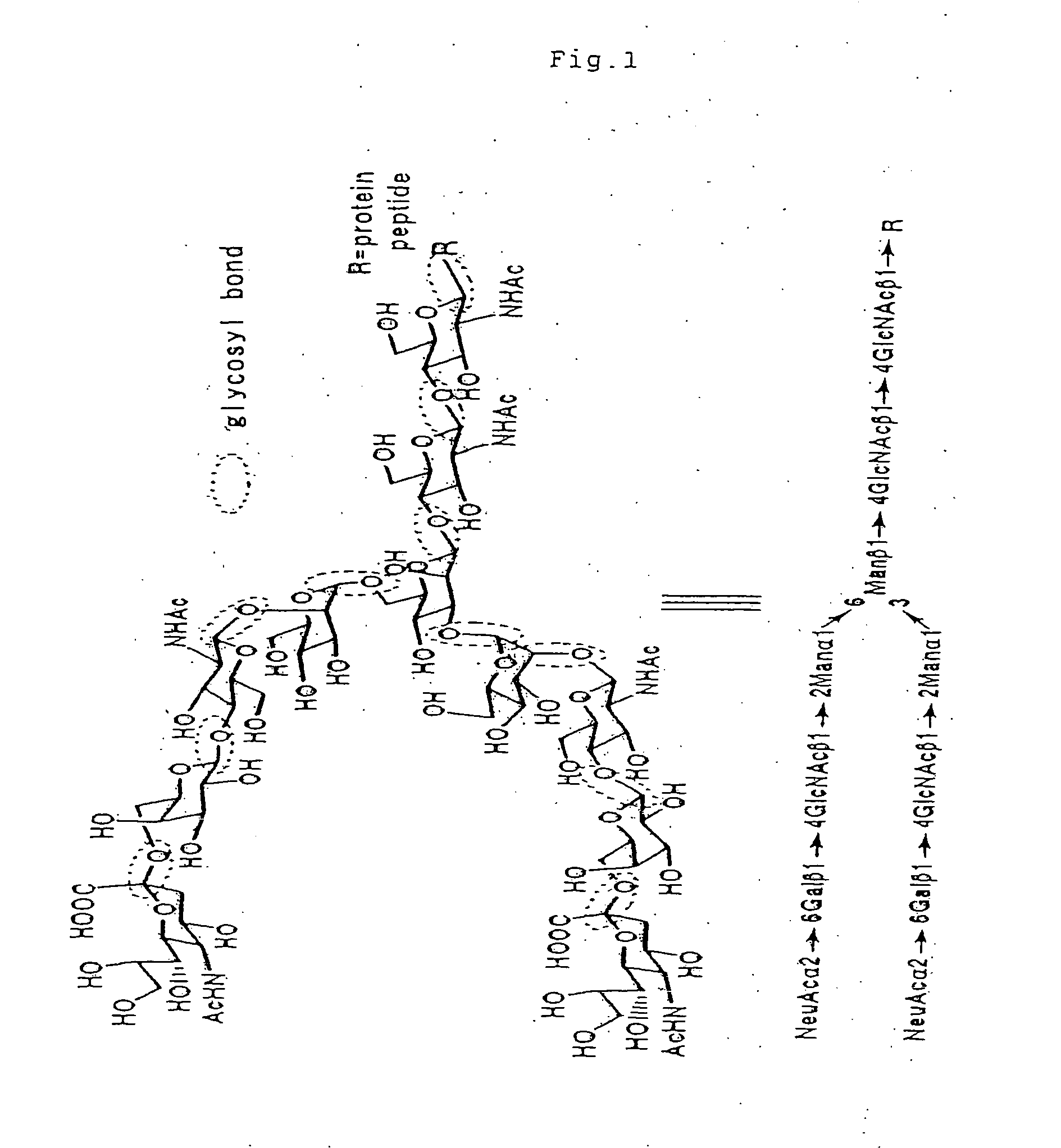 Aminated complex-type sugar chain derivatives and process for the production thereof