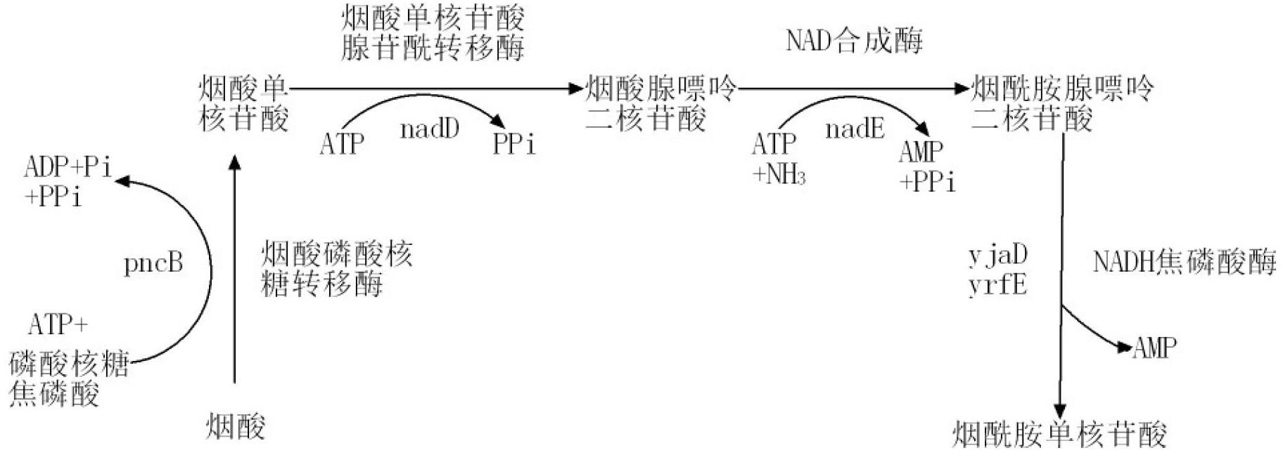 Succinic acid genetic engineering bacterium and method for fermenting and producing succinic acid