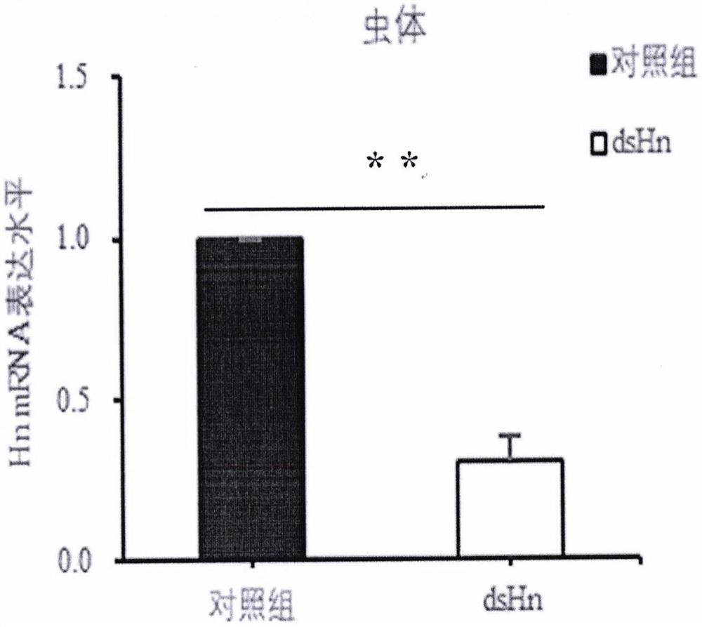 Application of Hn gene-based regulation and control of aggregation migration behavior of oedaleus decorus asiaticus and locust treatment method