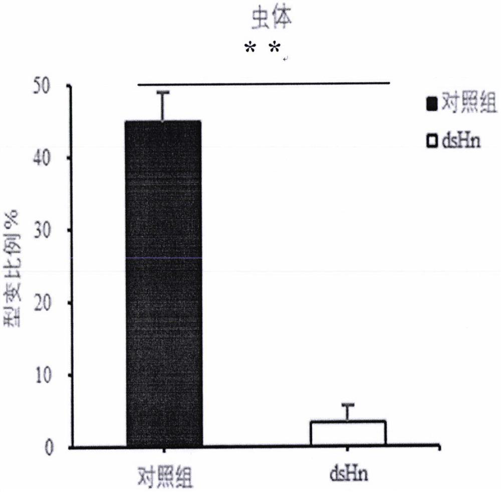 Application of Hn gene-based regulation and control of aggregation migration behavior of oedaleus decorus asiaticus and locust treatment method