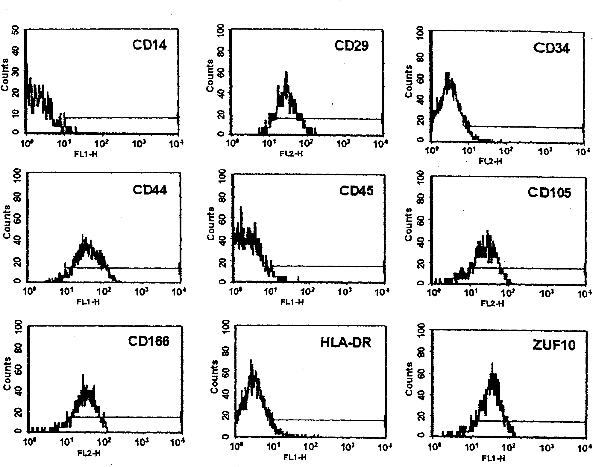 Method for sorting human marrow mesenchymal stemcell by monoclonal antibody ZUF10 immunomagnetic bead