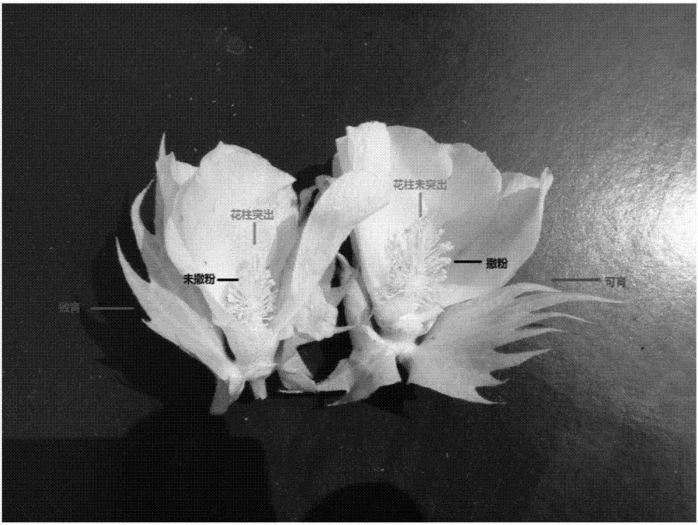 Breeding method for cotton virescent nuclear male sterile dual-purpose line Yt30