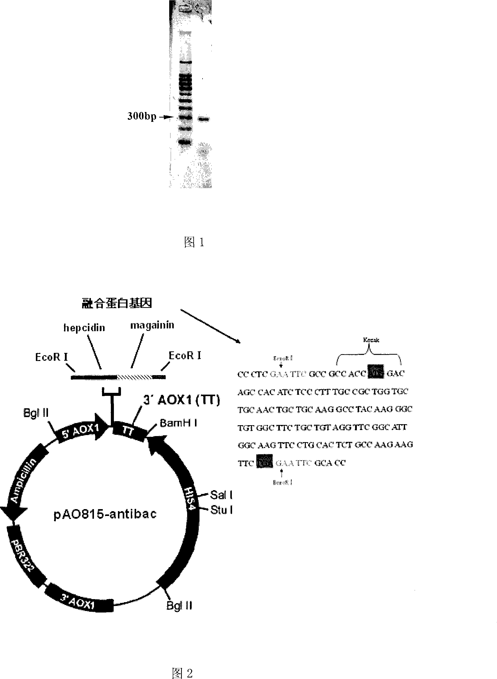 Fusion protein having antibiotic function and uses thereof