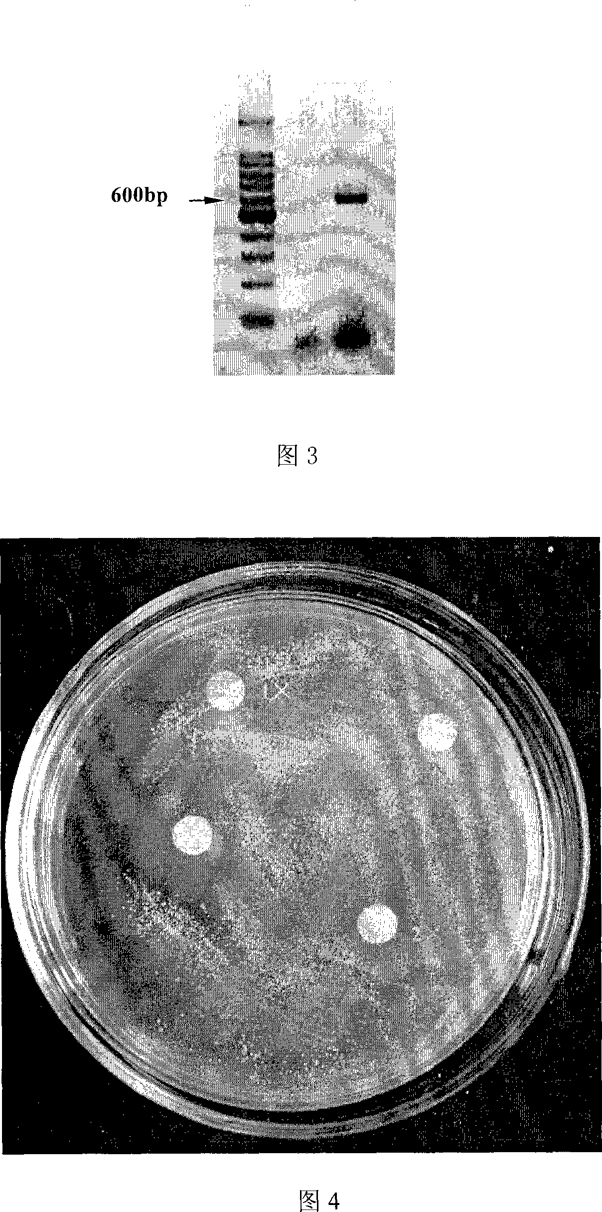 Fusion protein having antibiotic function and uses thereof