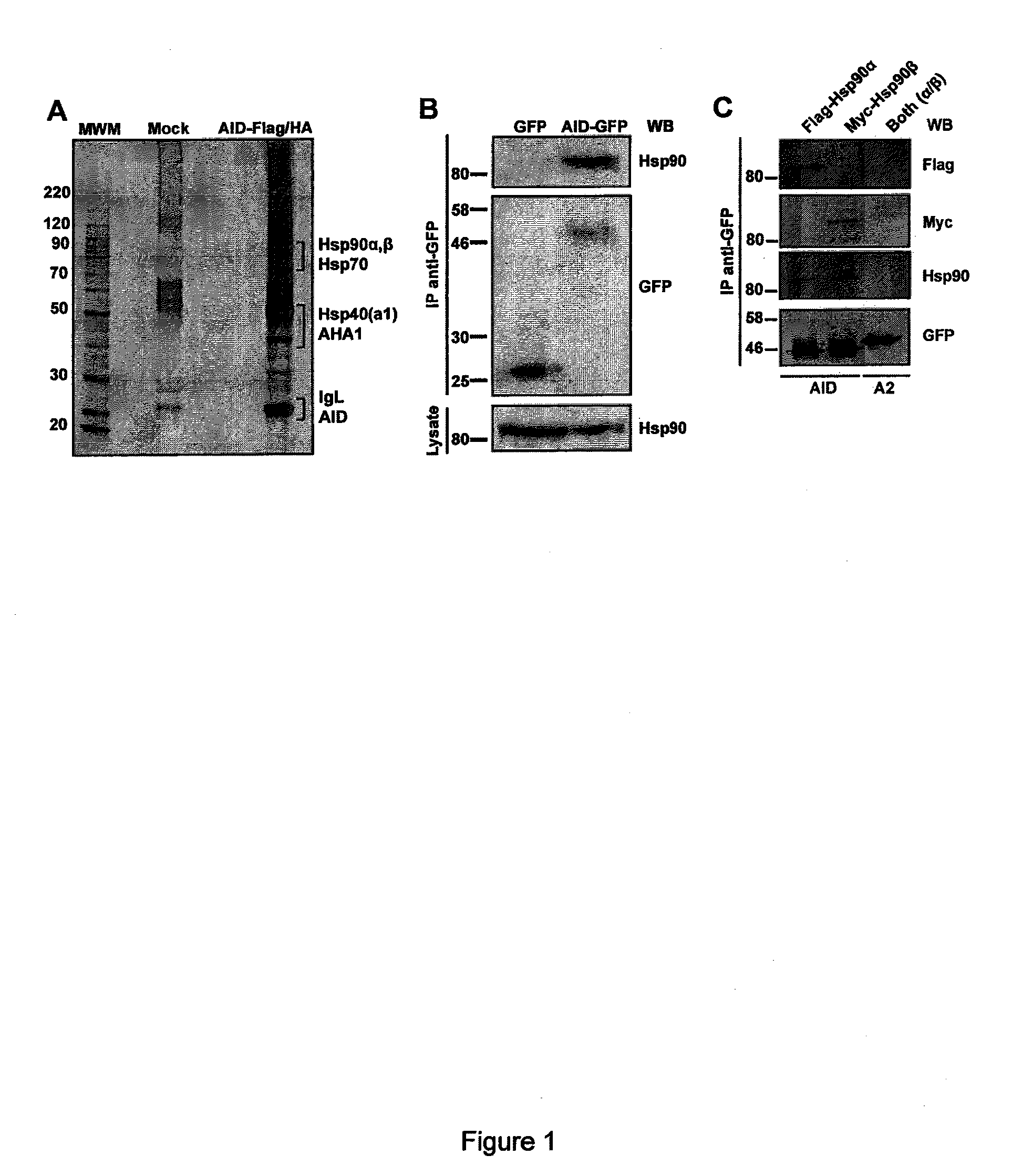 Modulating and/or detecting activation induced deaminase and methods of use thereof