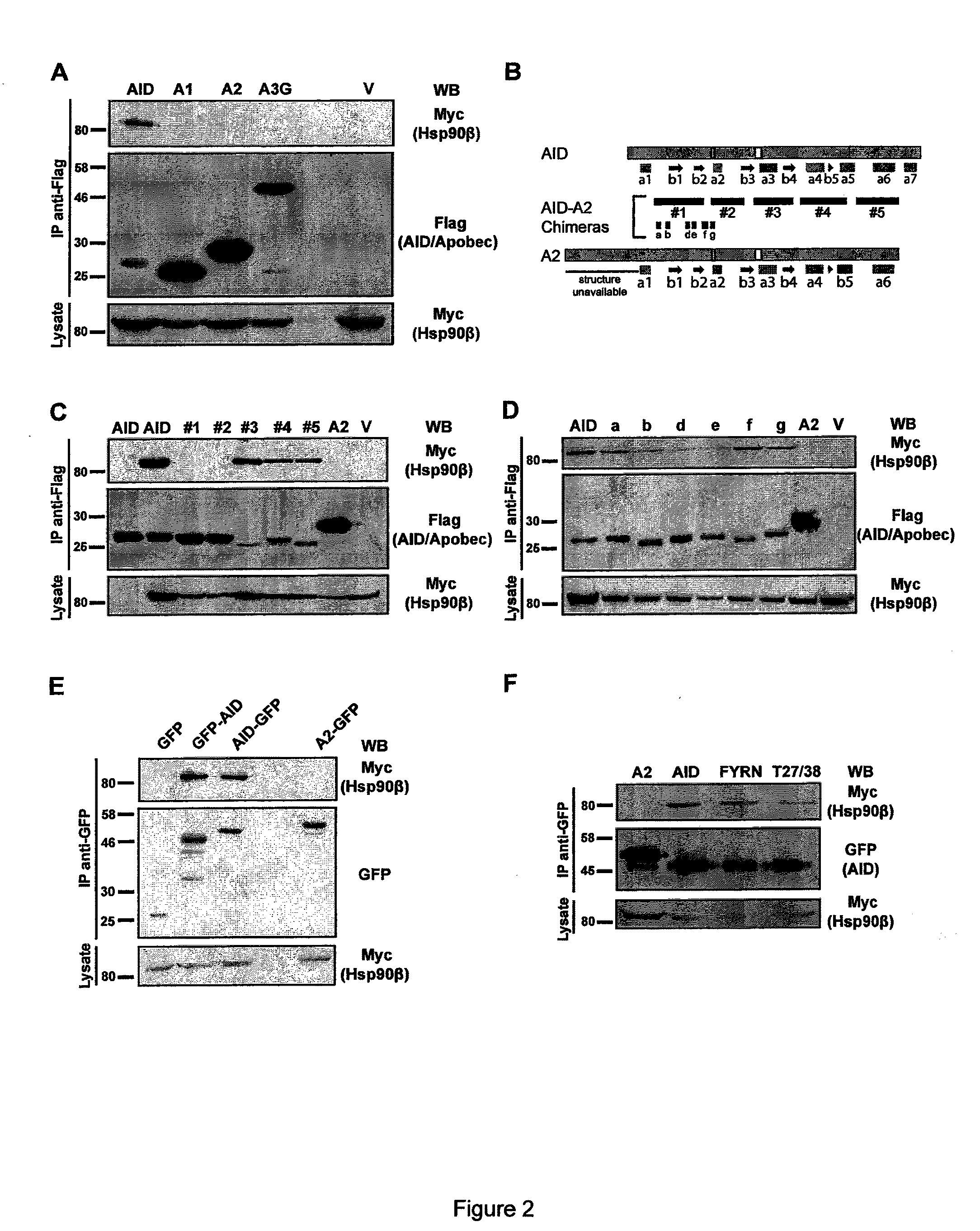 Modulating and/or detecting activation induced deaminase and methods of use thereof