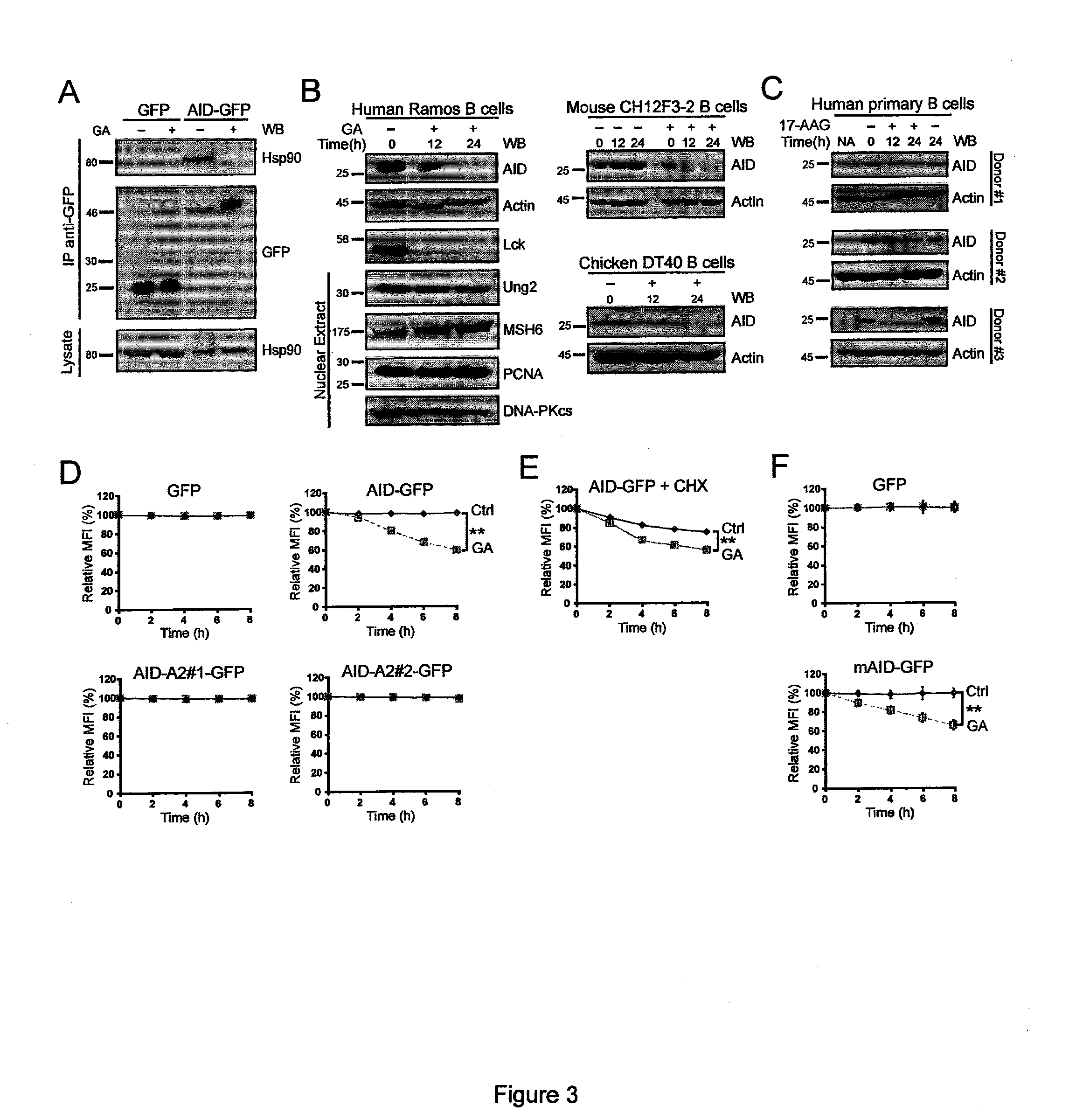 Modulating and/or detecting activation induced deaminase and methods of use thereof