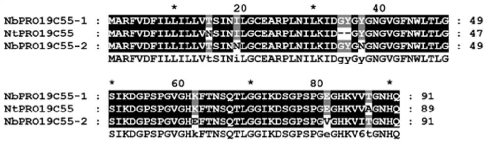 Application of positive regulatory factor nbpro19c55-1 gene and its protein in resistance to Phytophthora phytophthora