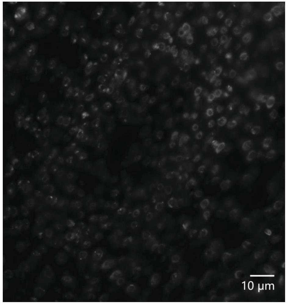 A method for 3D fluorescence in situ hybridization of poplar root tips based on frozen sections